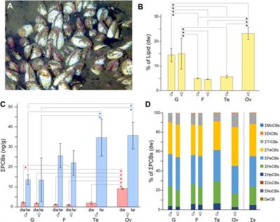 Accumulation of polychlorinated biphenyls in the ovaries of deep-sea chemosynthetic clam Phreagena okutanii
